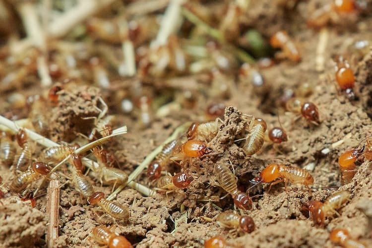 Termite Control in Long Island