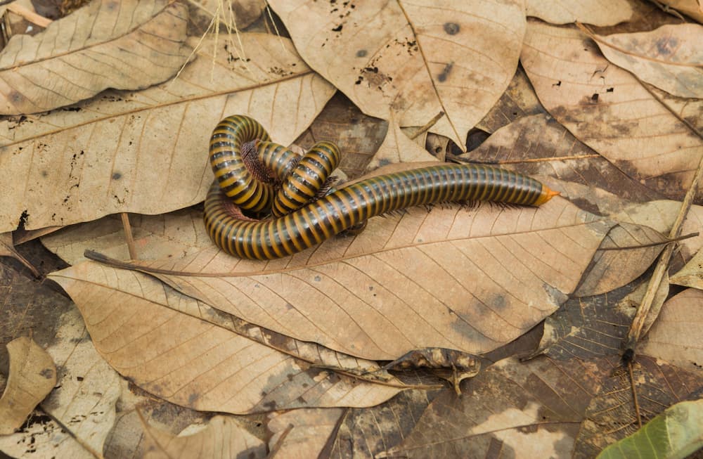 Are There Millipedes in New York