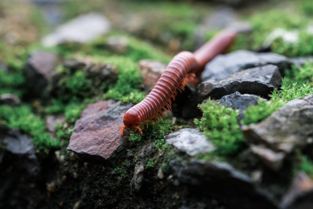 Signs of a Millipede Infestation